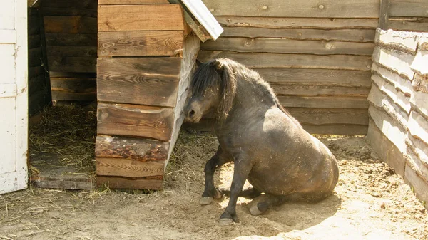 Pony Kontaktzoo — Stockfoto