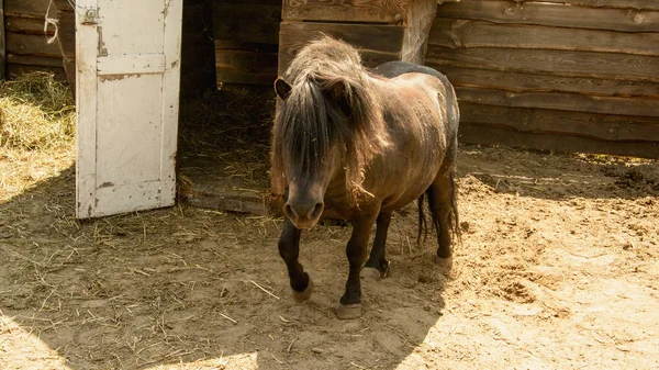 Pony Kontaktzoo — Stockfoto