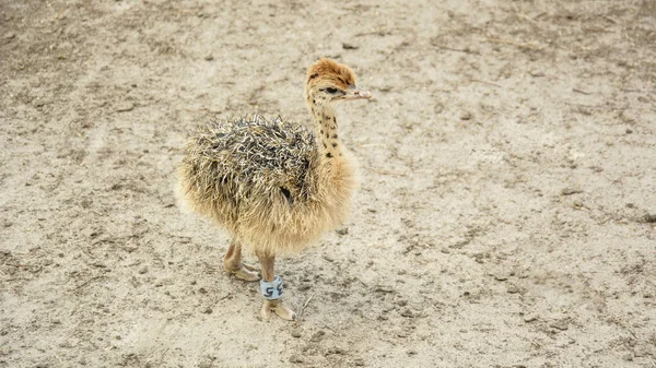 Struzzo Africano Uno Zoo Nell Estate — Foto Stock