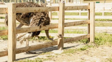 Yazın bir hayvanat bahçesinde Afrika devekuşu