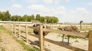 Yazın bir hayvanat bahçesinde Afrika devekuşu