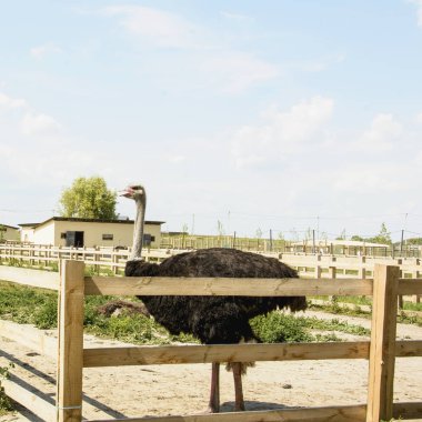 Yazın bir hayvanat bahçesinde Afrika devekuşu