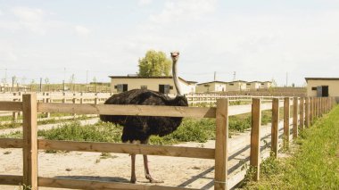 Yazın bir hayvanat bahçesinde Afrika devekuşu