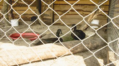 Bir temas hayvanat bahçesinde ördek sürüsü