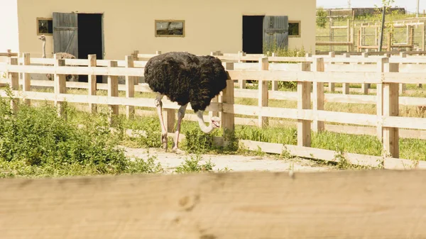 Afrikaanse Struisvogel Een Dierentuin Zomer — Stockfoto