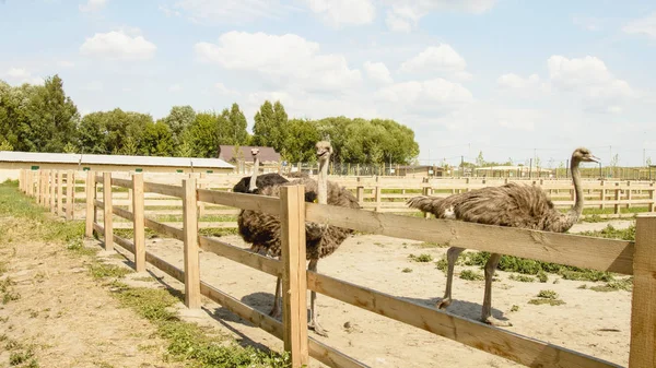 Yazın bir hayvanat bahçesinde Afrika devekuşu