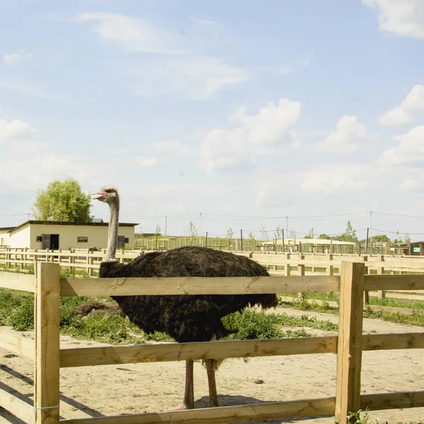 Avestruz Africano Zoológico Verano —  Fotos de Stock