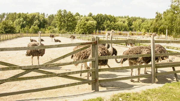 Avestruz Africano Zoológico Verano —  Fotos de Stock