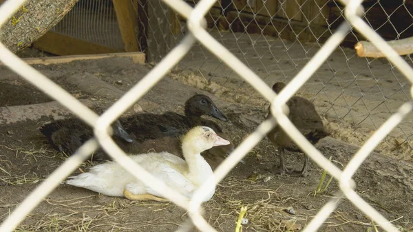 Flock of ducks in a contact zoo