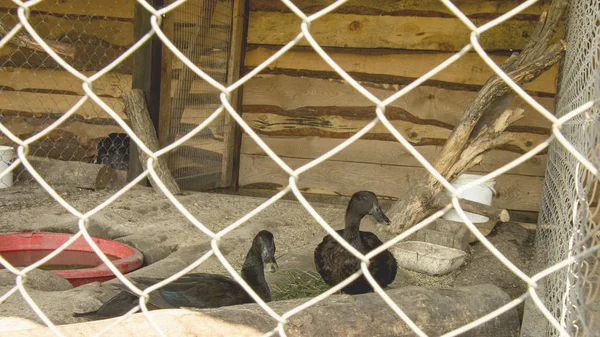 Flock of ducks in a contact zoo