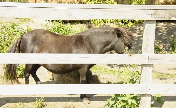 Pony in the contact zoo