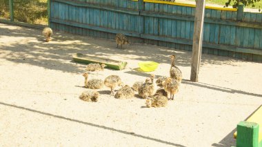 Yazın bir hayvanat bahçesinde Afrika devekuşu
