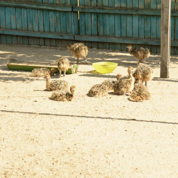 Struzzo Africano Uno Zoo Nell Estate — Foto Stock