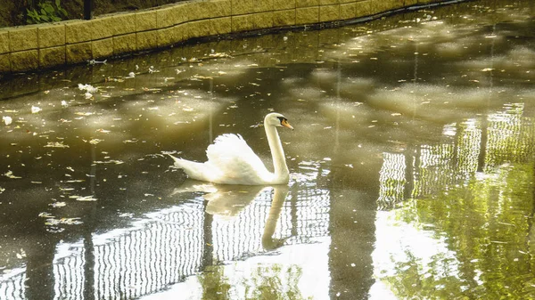 Weißer Schwan Sommer Auf Einem Teich — Stockfoto