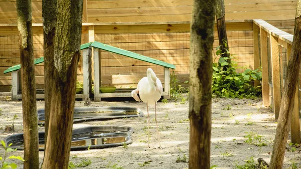 Flamingos Zoológico Contacto — Fotografia de Stock