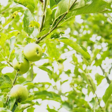 Ağaçtaki yeşil elmalar