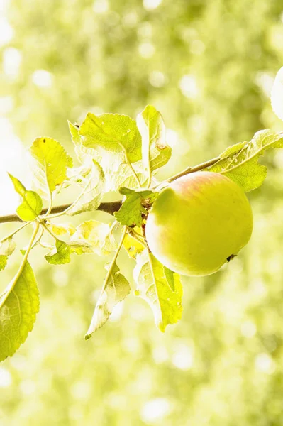 Gröna Äpplen Ett Träd — Stockfoto