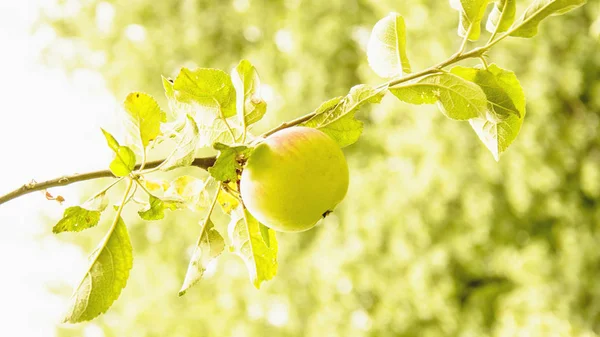 Gröna Äpplen Ett Träd — Stockfoto