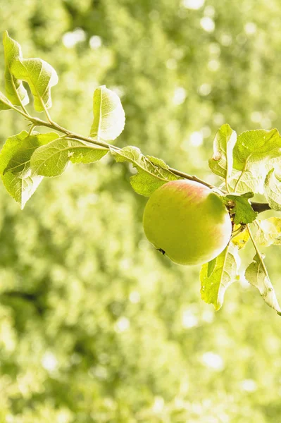 Πράσινα Μήλα Ένα Δέντρο — Φωτογραφία Αρχείου