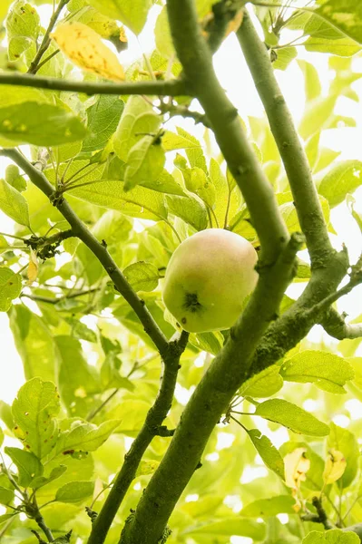 Manzanas Verdes Árbol — Foto de Stock