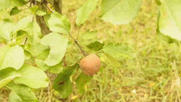 Manzanas Podridas Árbol — Foto de Stock