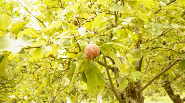 Manzanas Podridas Árbol — Foto de Stock
