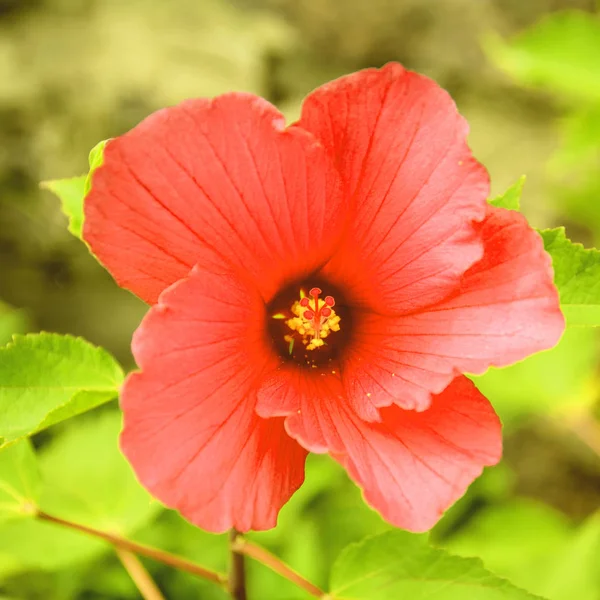 Rote Blume Garten — Stockfoto