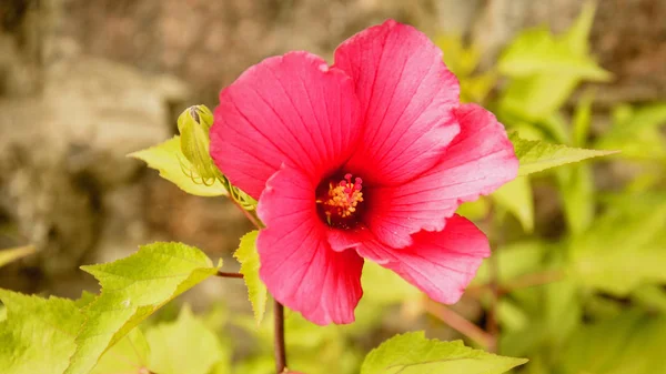 Rote Blume Garten — Stockfoto
