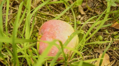 Çimlerde kırmızı elma