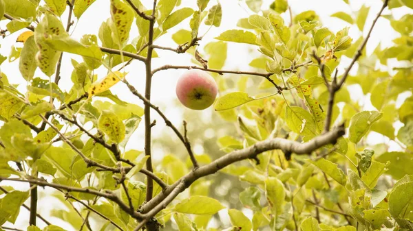 Red apple in the grass