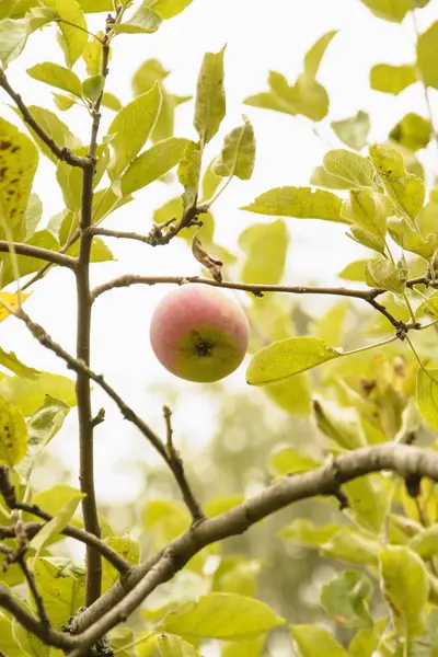 Rött Äpple Gräset — Stockfoto