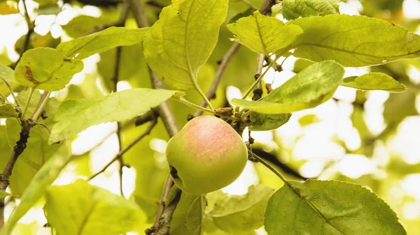 Red apple in the grass