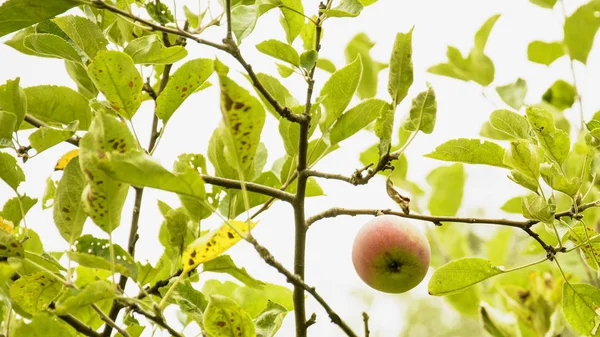 Rött Äpple Gräset — Stockfoto