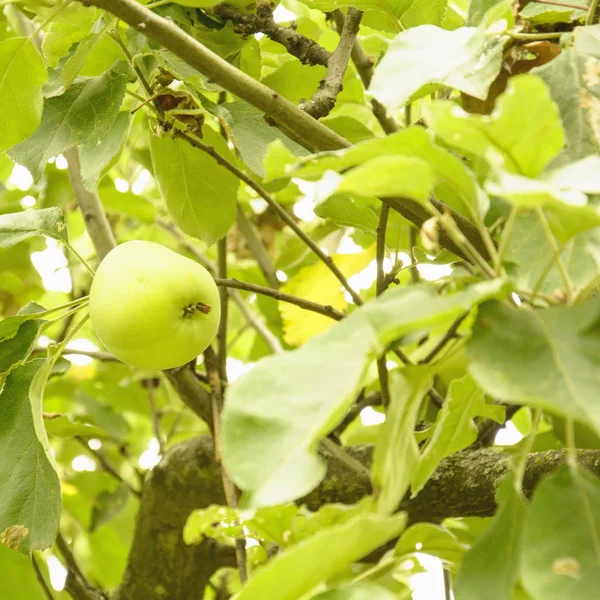 Manzanas Verdes Árbol — Foto de Stock