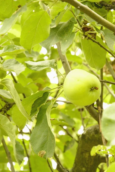 Manzanas Verdes Árbol — Foto de Stock