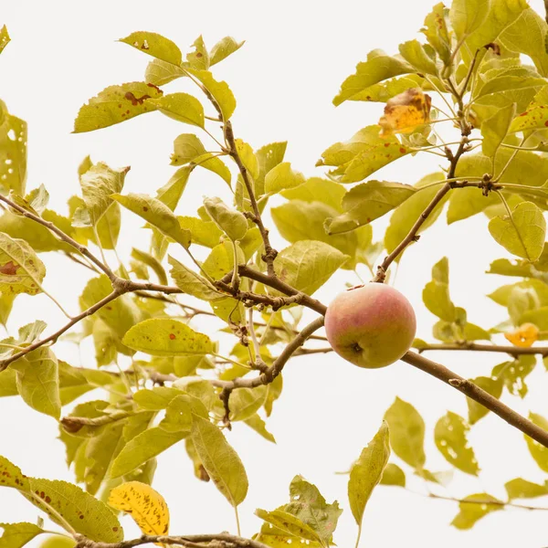 Manzanas Verdes Árbol — Foto de Stock