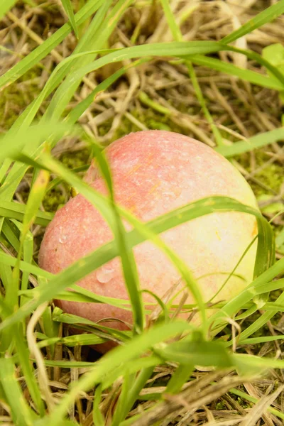 Rode Appel Het Gras — Stockfoto