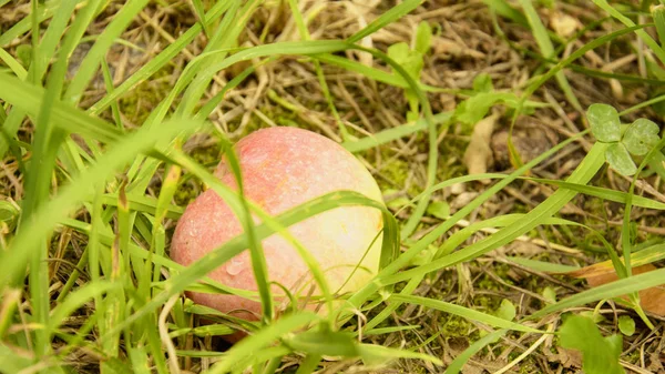 Red apple in the grass