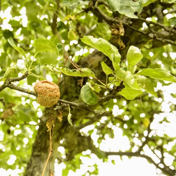 Manzana Podrida Árbol — Foto de Stock