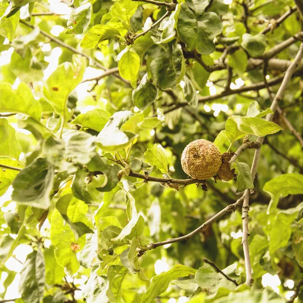 Manzana Podrida Árbol — Foto de Stock