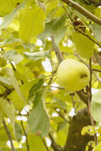 Manzana Verde Árbol Jardín — Foto de Stock