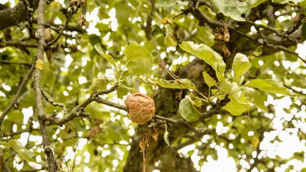 Manzana Podrida Árbol — Foto de Stock