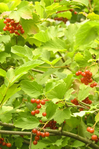 Cespugli Viburno Rosso Giardino — Foto Stock