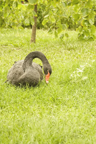 黒い白鳥は草を食べる — ストック写真