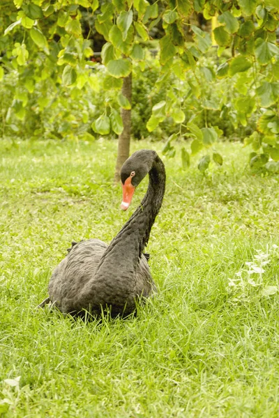 Black Swan Eats Grass — Stock Photo, Image