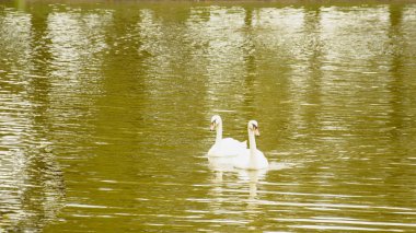 Gölette beyaz kuğular