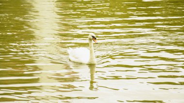 Gölette beyaz kuğular