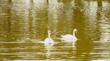 Gölette beyaz kuğular