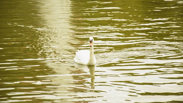 Weiße Schwäne Auf Dem Teich — Stockfoto