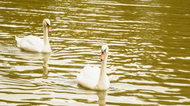 Gölette beyaz kuğular